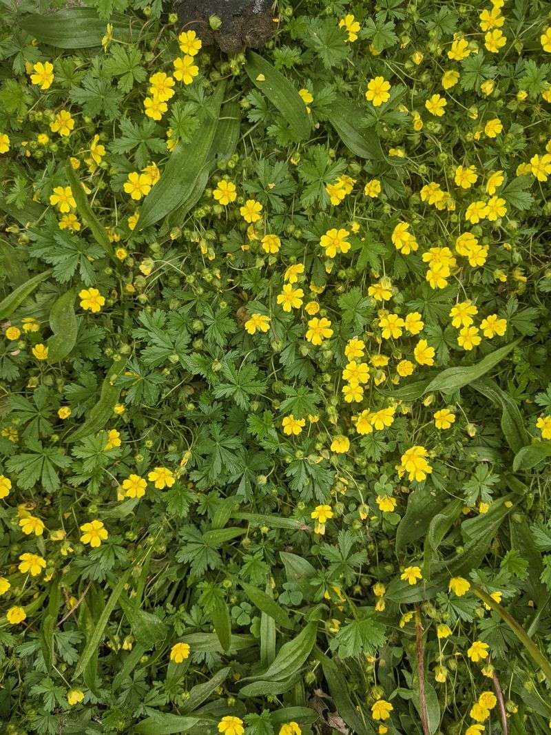 Cinquefoil 