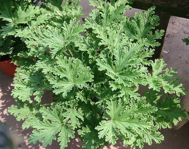 Citronella Geranium Releases A Noticeable Citrus Scent Citronella Geranium Releases A Noticeable Citrus Scent
