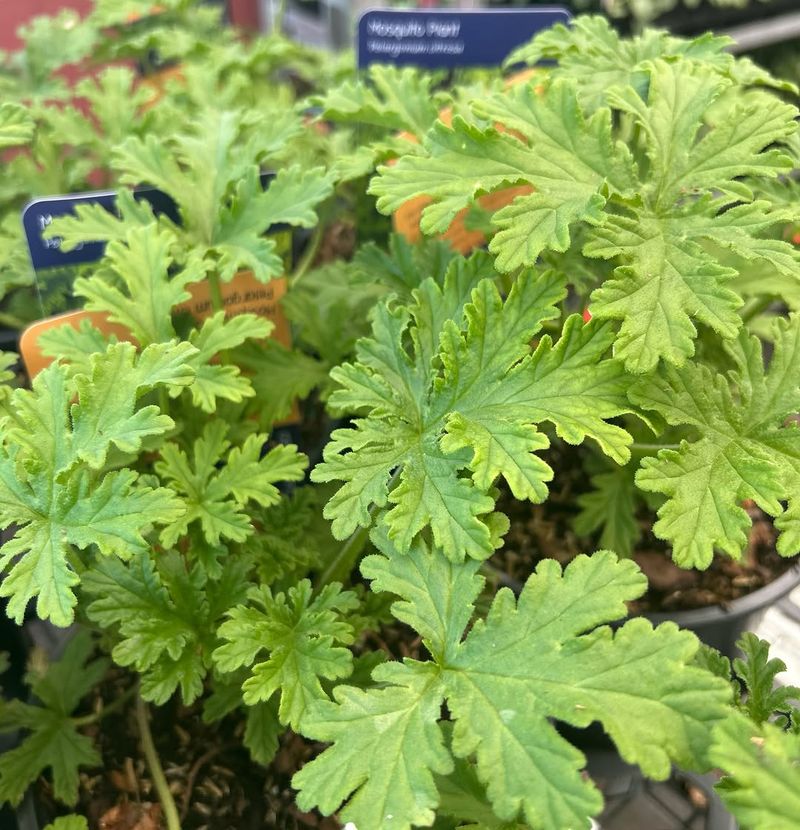 Citronella Geranium Works Well In Containers
