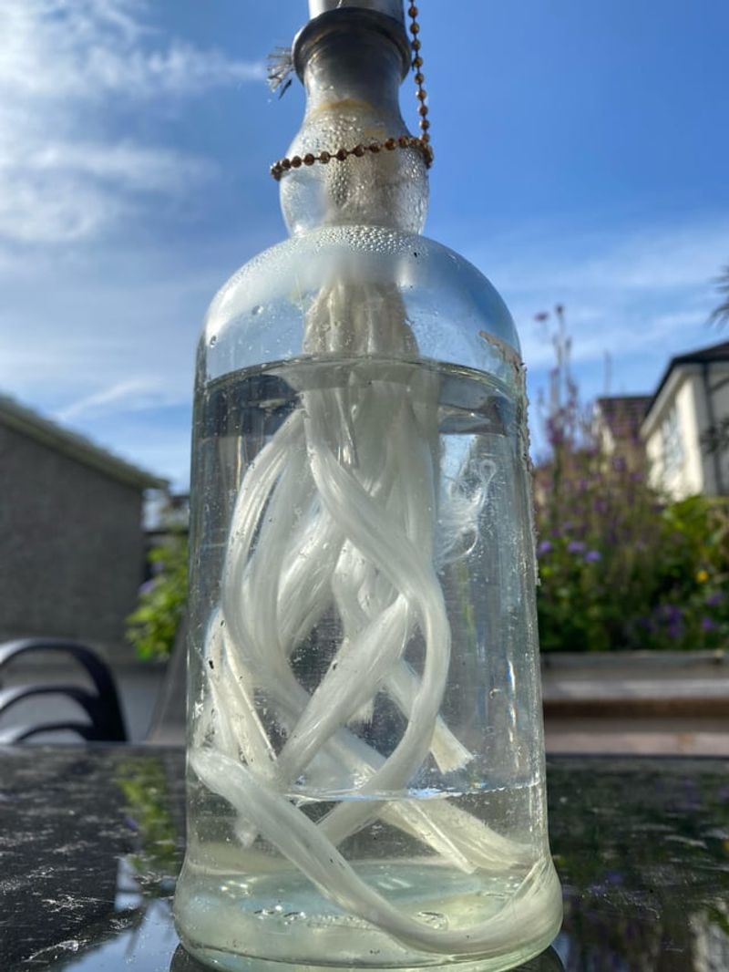 Citronella Oil