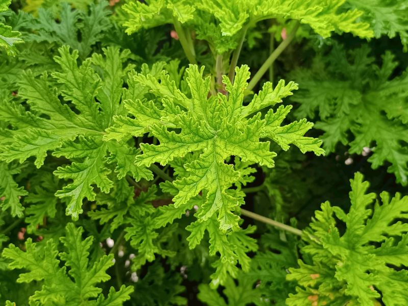 Citronella Repels More Than Just Mosquitoes