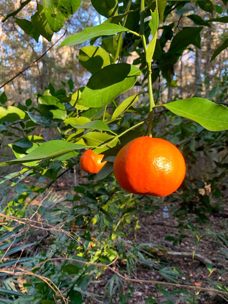 Citrus Keeps Producing With Smart Irrigation