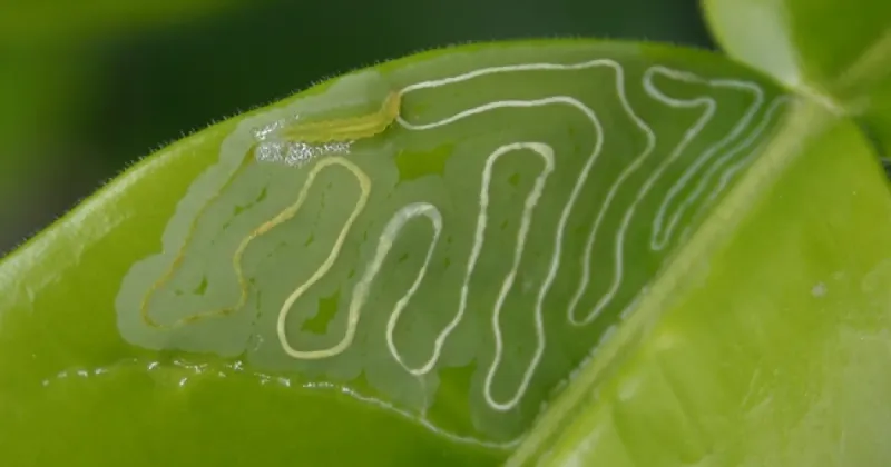 Citrus Leafminer Hides In New Growth