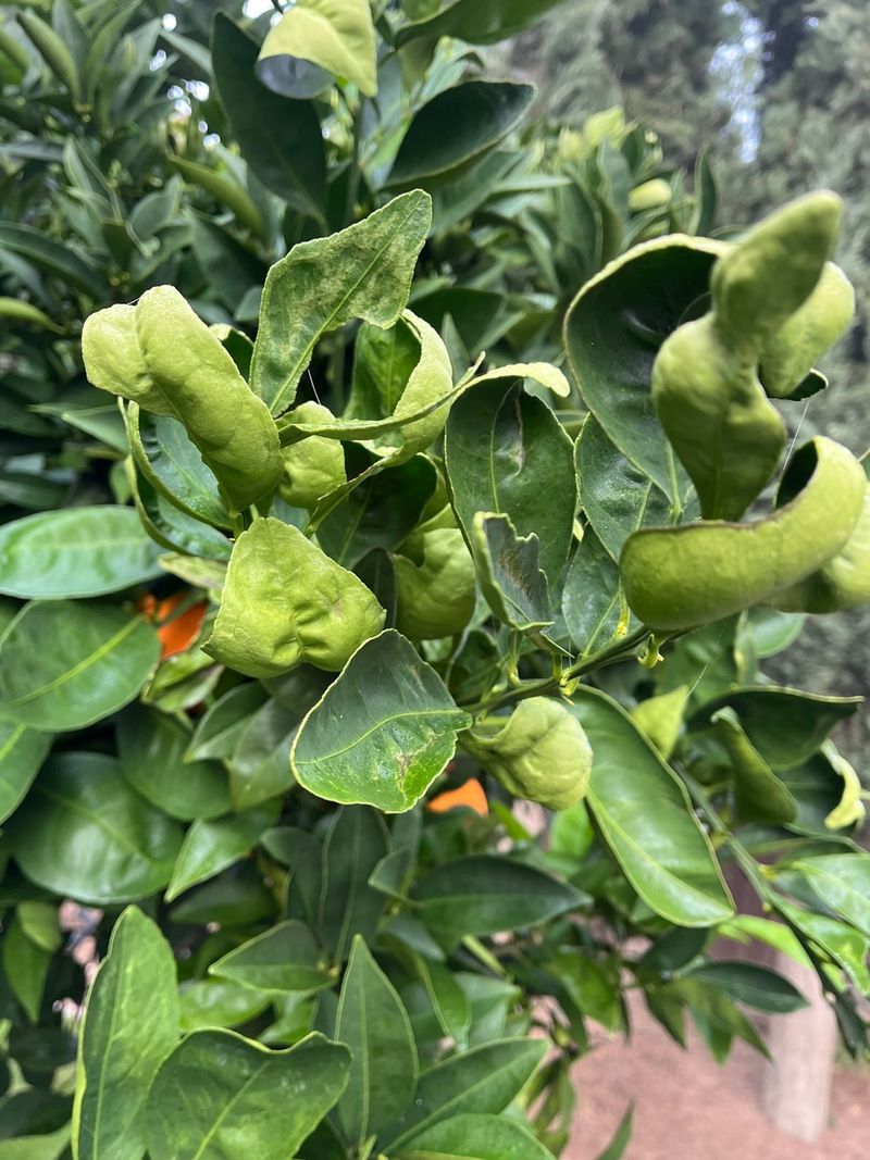 Citrus Leafminer Is Distorting Fresh Leaves Citrus Leafminer Is Distorting Fresh Leaves