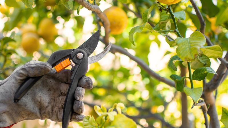 Citrus Trees Benefit From Light June Cleanup Citrus Trees Benefit From Light June Cleanup