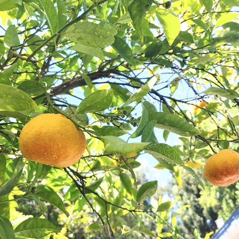 Citrus Trees Drop Fruit That Attracts Insects Citrus Trees Drop Fruit That Attracts Insects