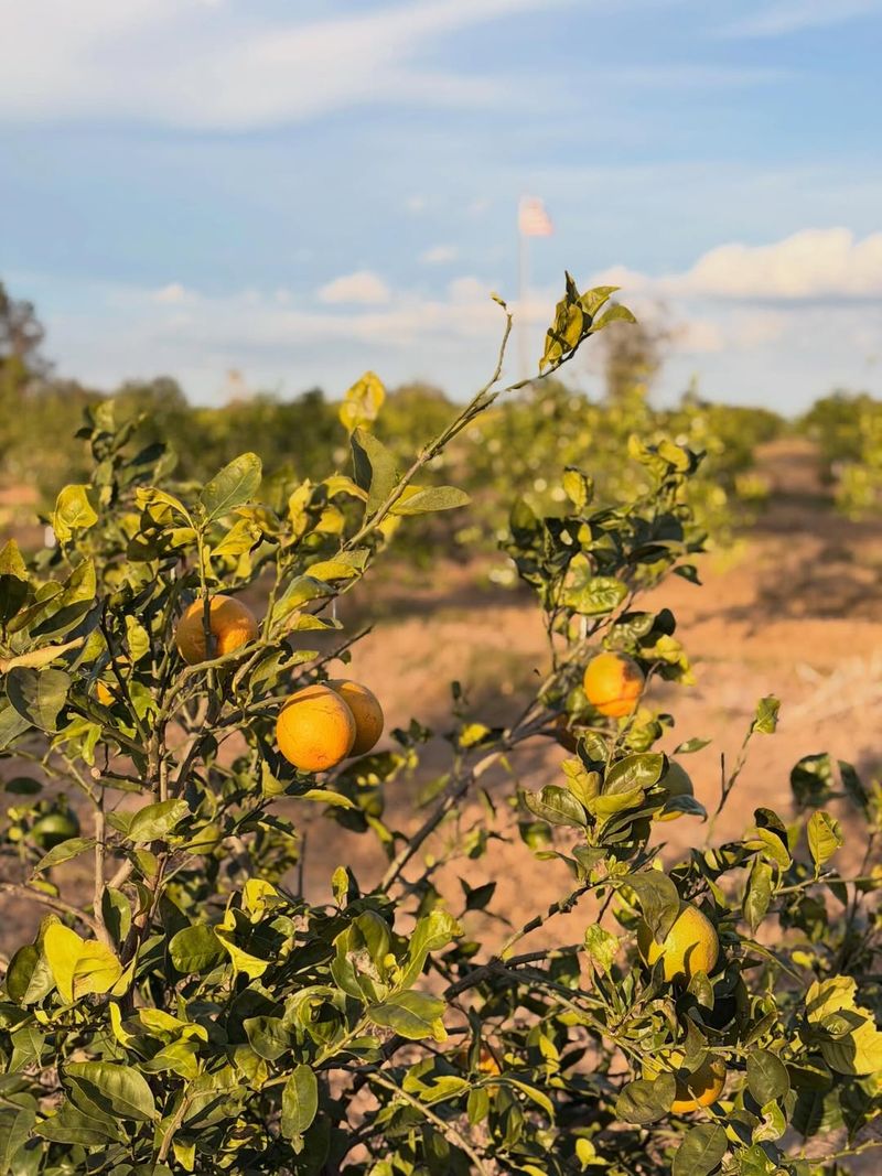 Citrus Trees Stay Healthy During Warm Weather