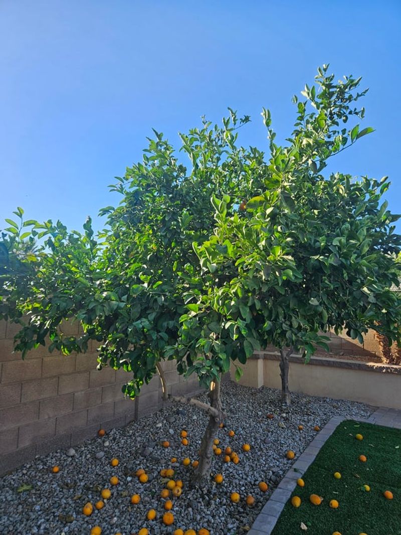 Citrus Works Along Bright Protected Fences