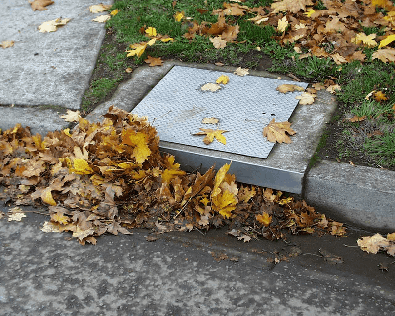 City Street Trees May Have Different Rules City Street Trees May Have Different Rules