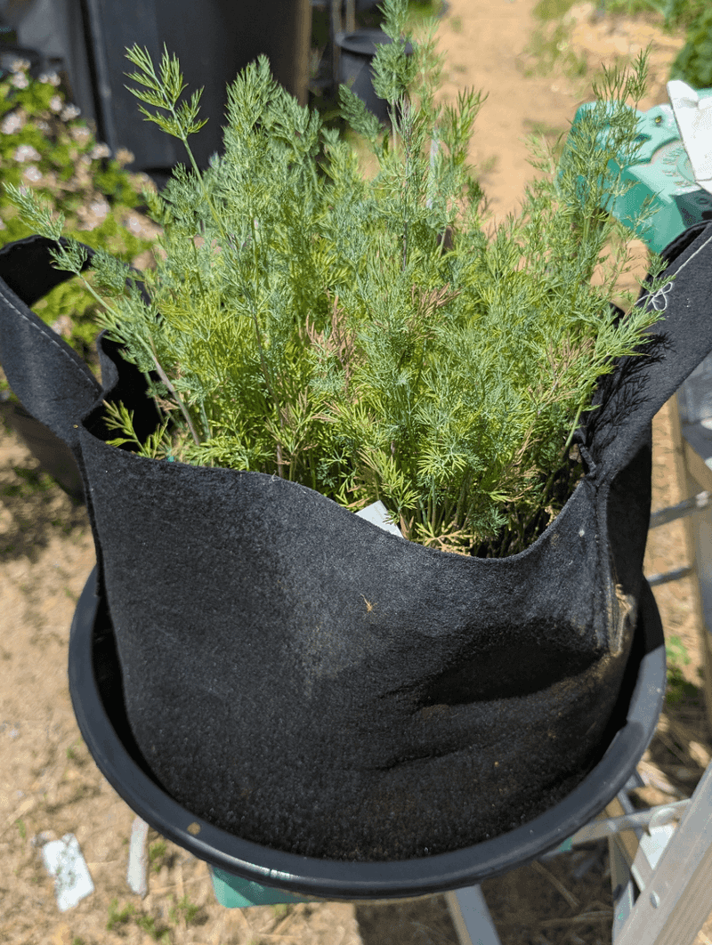Clay And Fabric Pots Dry Faster