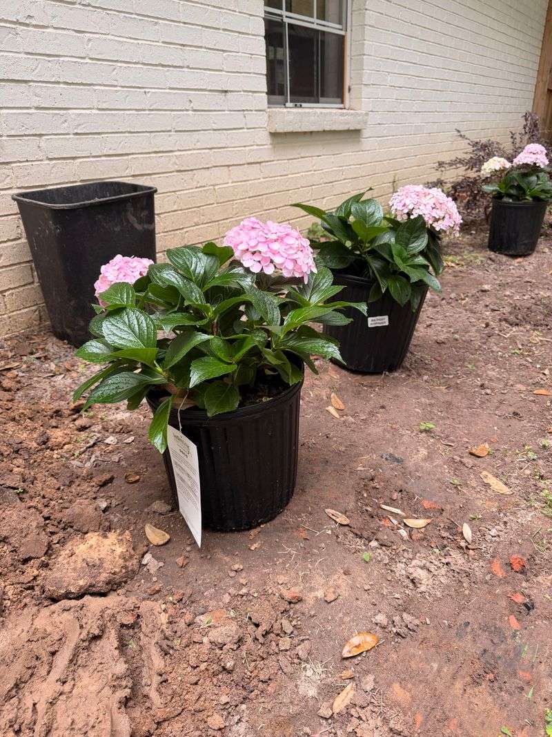 Clay Soil Needs Slow Water, Not Quick Sprays Clay Soil Needs Slow Water, Not Quick Sprays