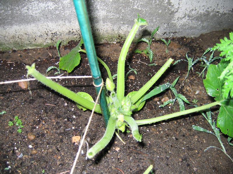 Clean-Cut Stems At Ground Level Clean-Cut Stems At Ground Level