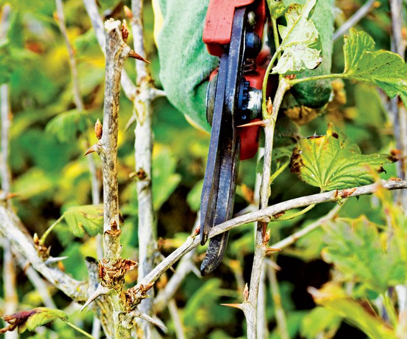 Clean Cuts Help Reduce Disease Problems Clean Cuts Help Reduce Disease Problems