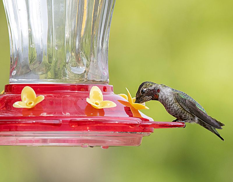 Clean Feeders Help More Than Extra Feeders Clean Feeders Help More Than Extra Feeders