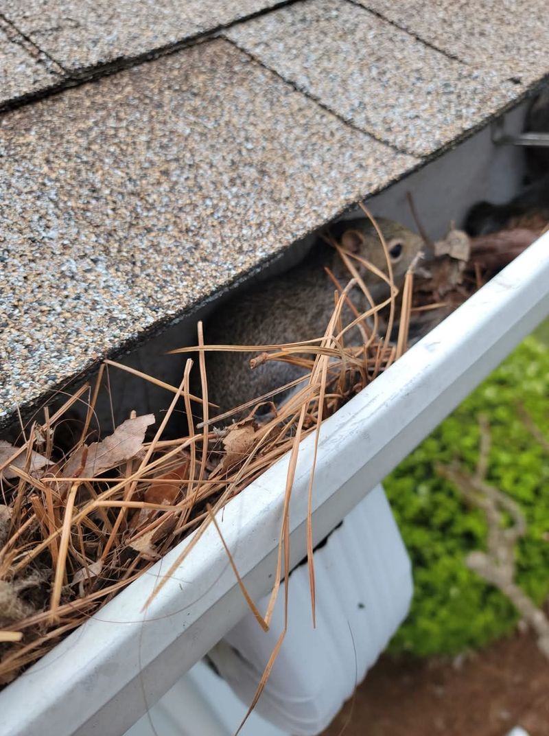 Clean Gutters So Rainwater Cannot Sit