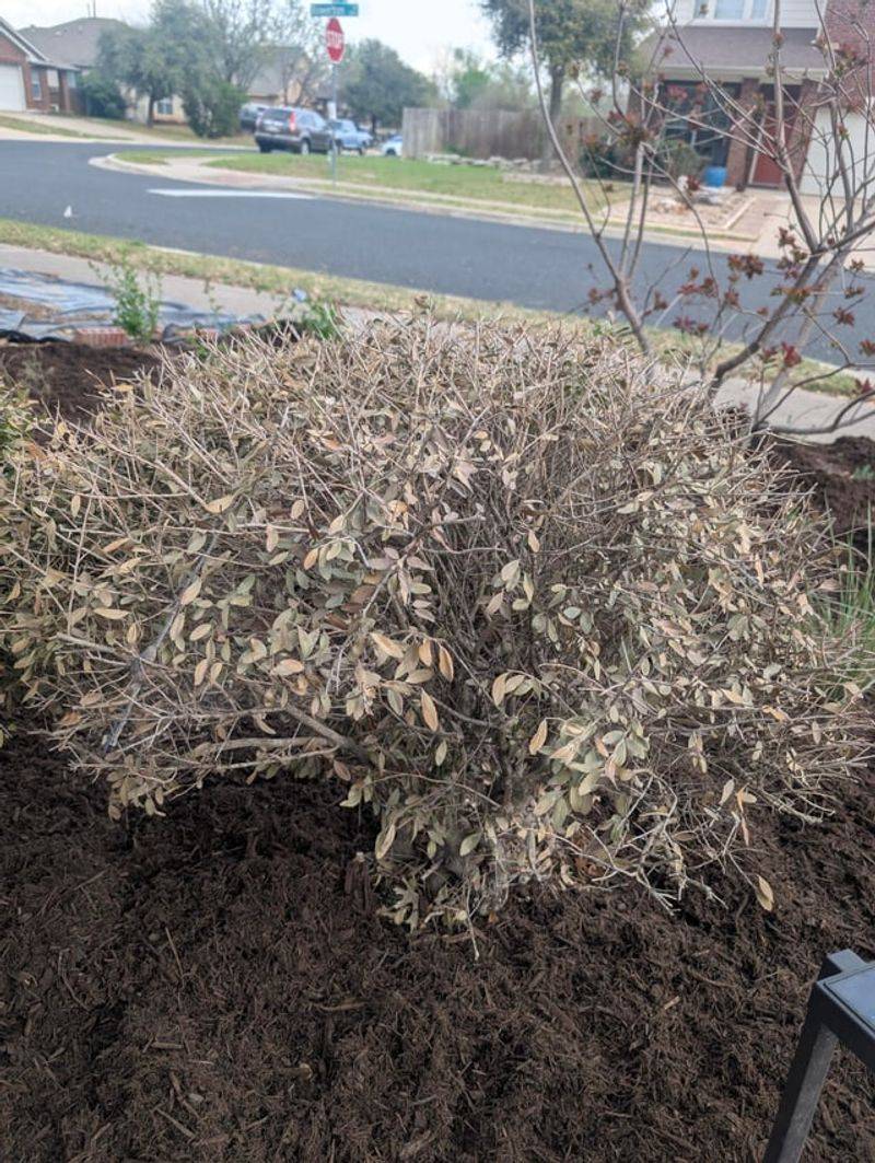 Clean Pruners Between Every Holly