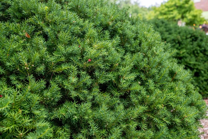 Clean Pruning Helps Create Neat Borders Clean Pruning Helps Create Neat Borders