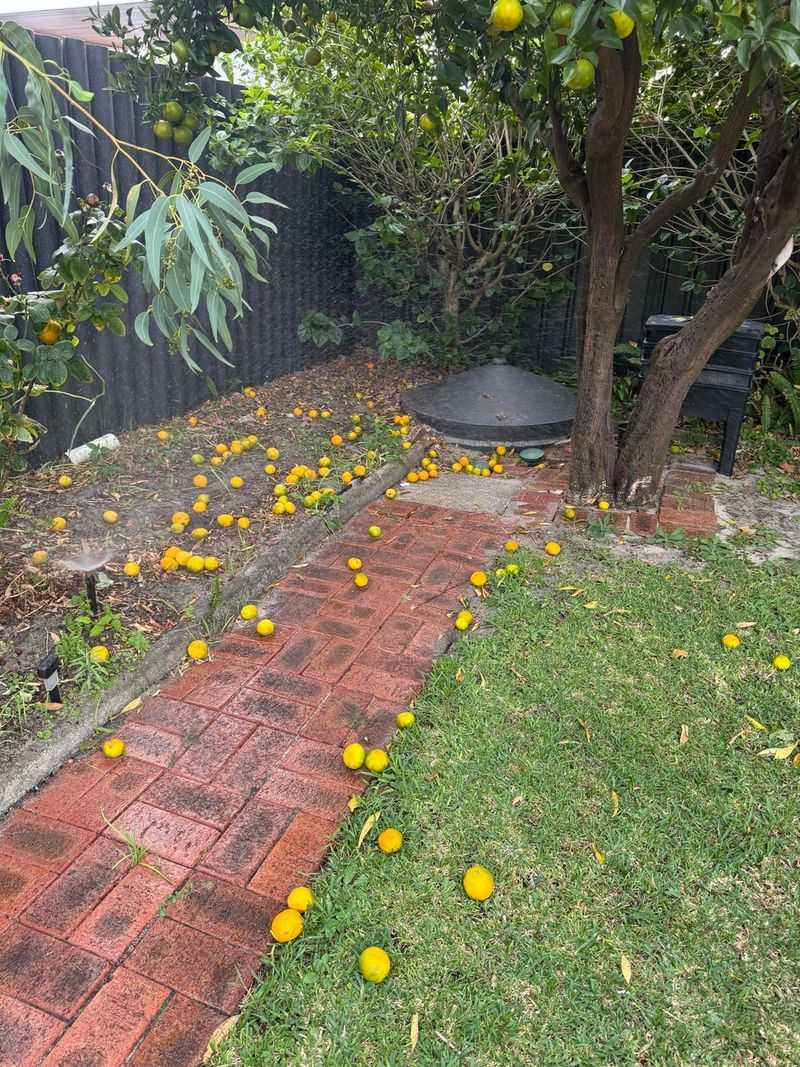 Clean Up Fallen Fruit Before Pest Habits Set In Clean Up Fallen Fruit Before Pest Habits Set In