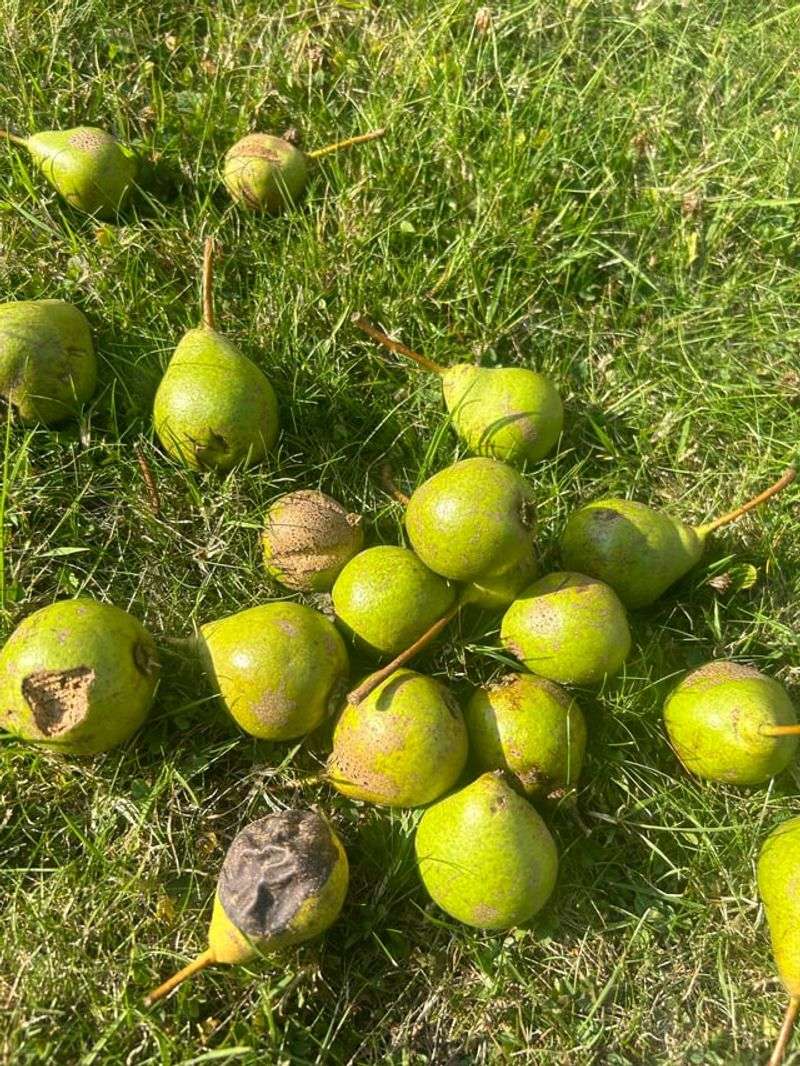 Clean Up Fallen Fruit Before Wildlife Finds It