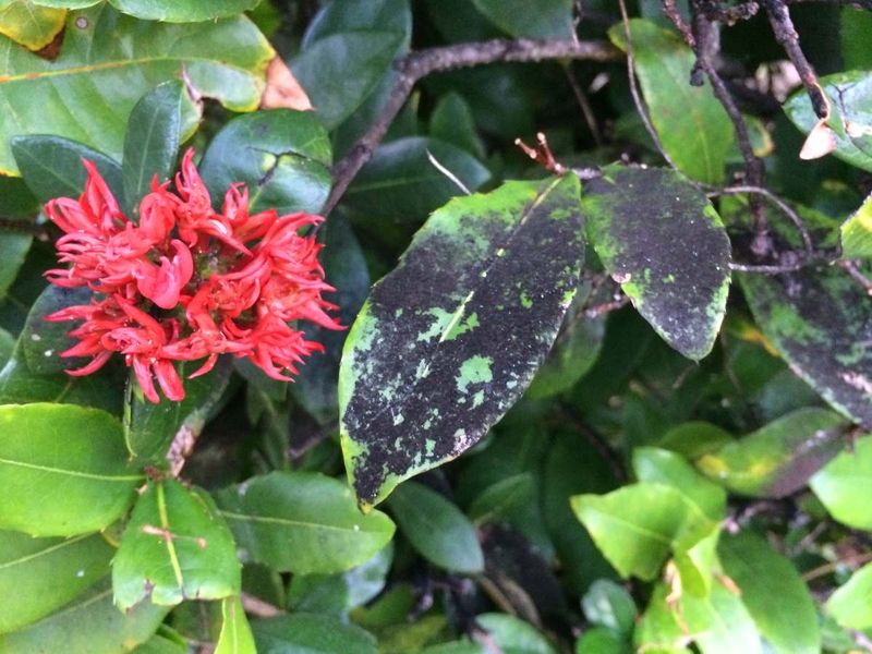 Cleaning Leaves Helps Remove The Buildup Cleaning Leaves Helps Remove The Buildup