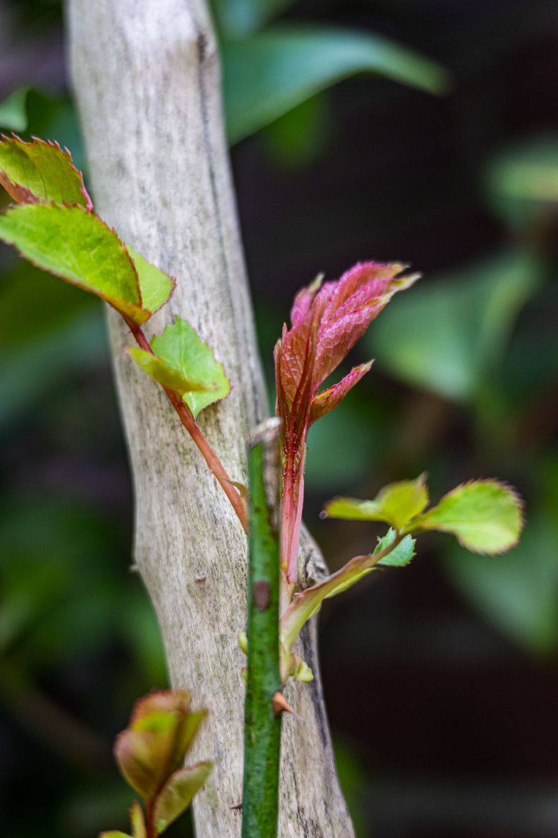Clear Away Cut Stems And Petals From The Base Of Every Bush Clear Away Cut Stems And Petals From The Base Of Every Bush