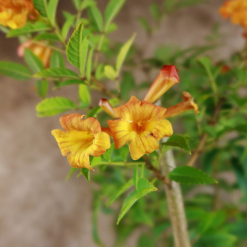 Clear Away Damaged Growth Before Summer Storms Arrive
