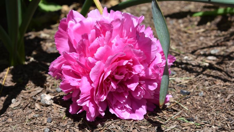 Clear Away Fallen Petals Around The Crown Clear Away Fallen Petals Around The Crown