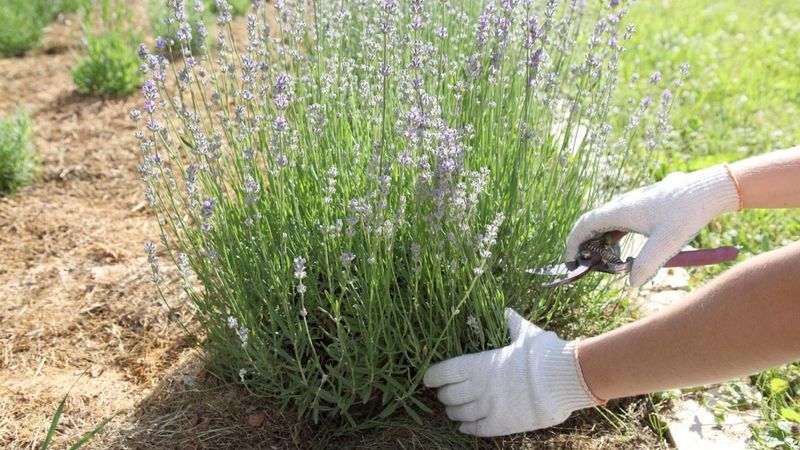 Clear Clippings To Keep The Base Open