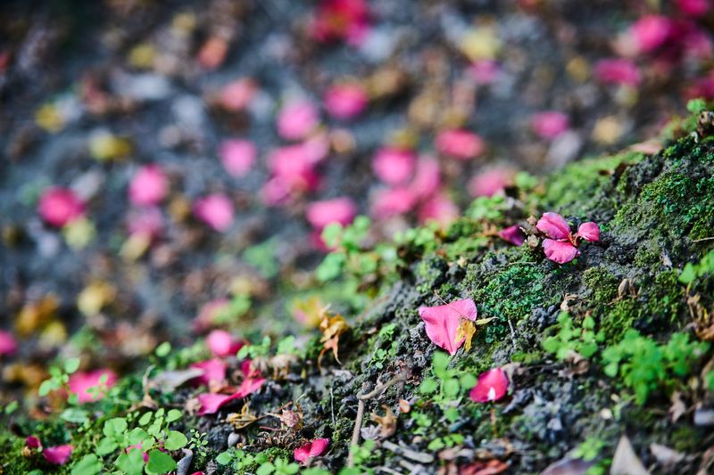 Clear Fallen Petals From The Soil Below