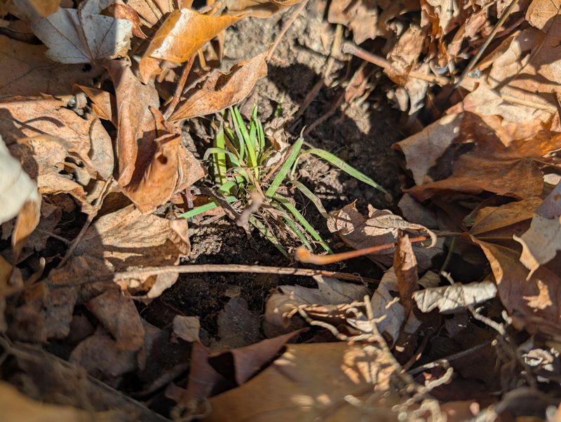 Clear Leaf Litter From Busy Areas