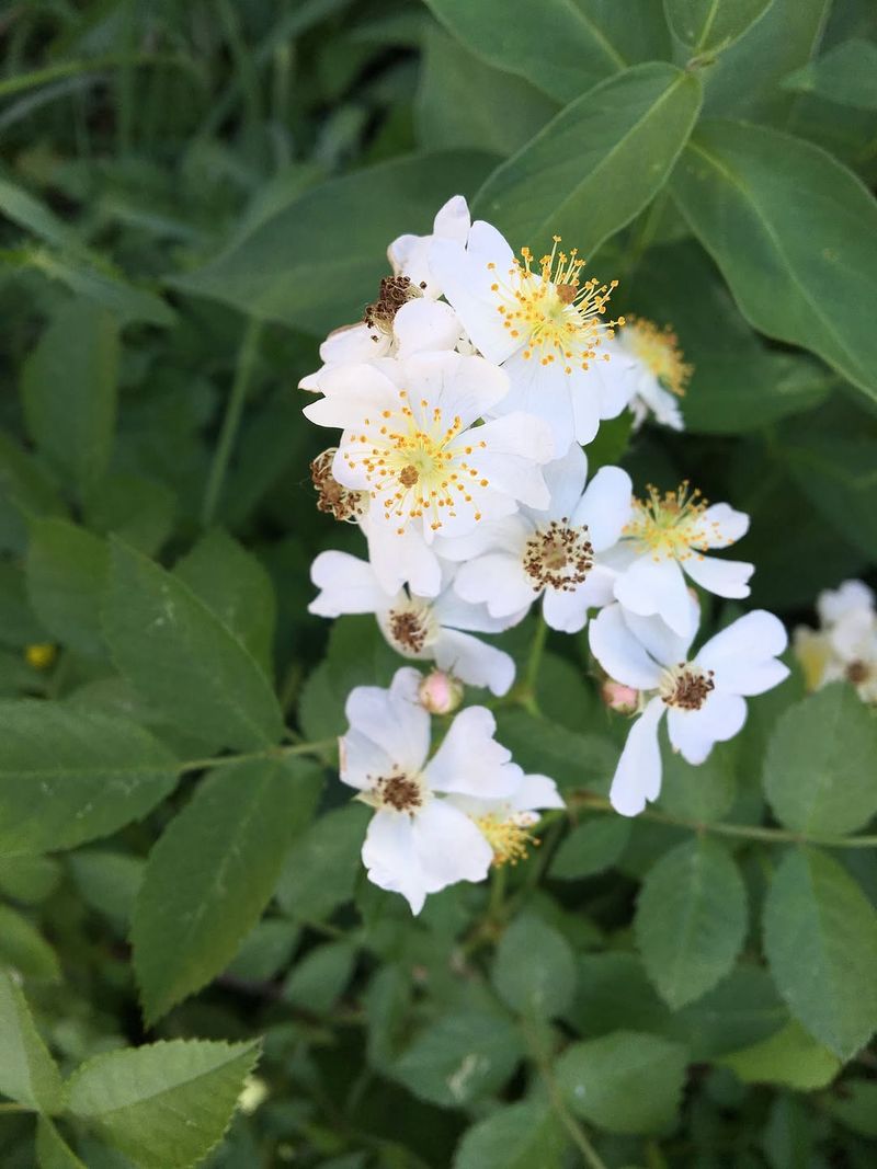 Clear Multiflora Rose Thickets Along Yard Edges Clear Multiflora Rose Thickets Along Yard Edges