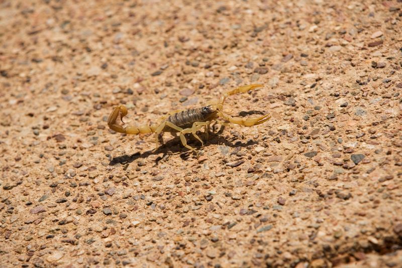 Clear Out Wood Piles Before Scorpions Settle In