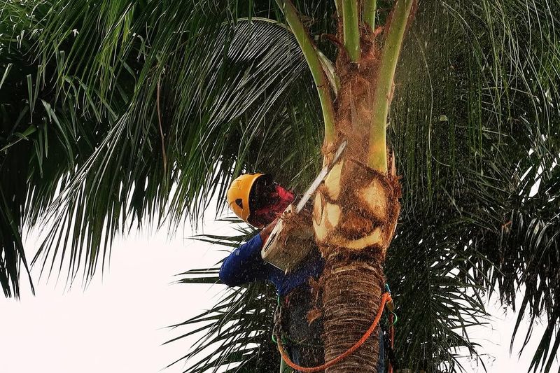 Clear Palm Fronds Before Wind Throws Them Around Clear Palm Fronds Before Wind Throws Them Around