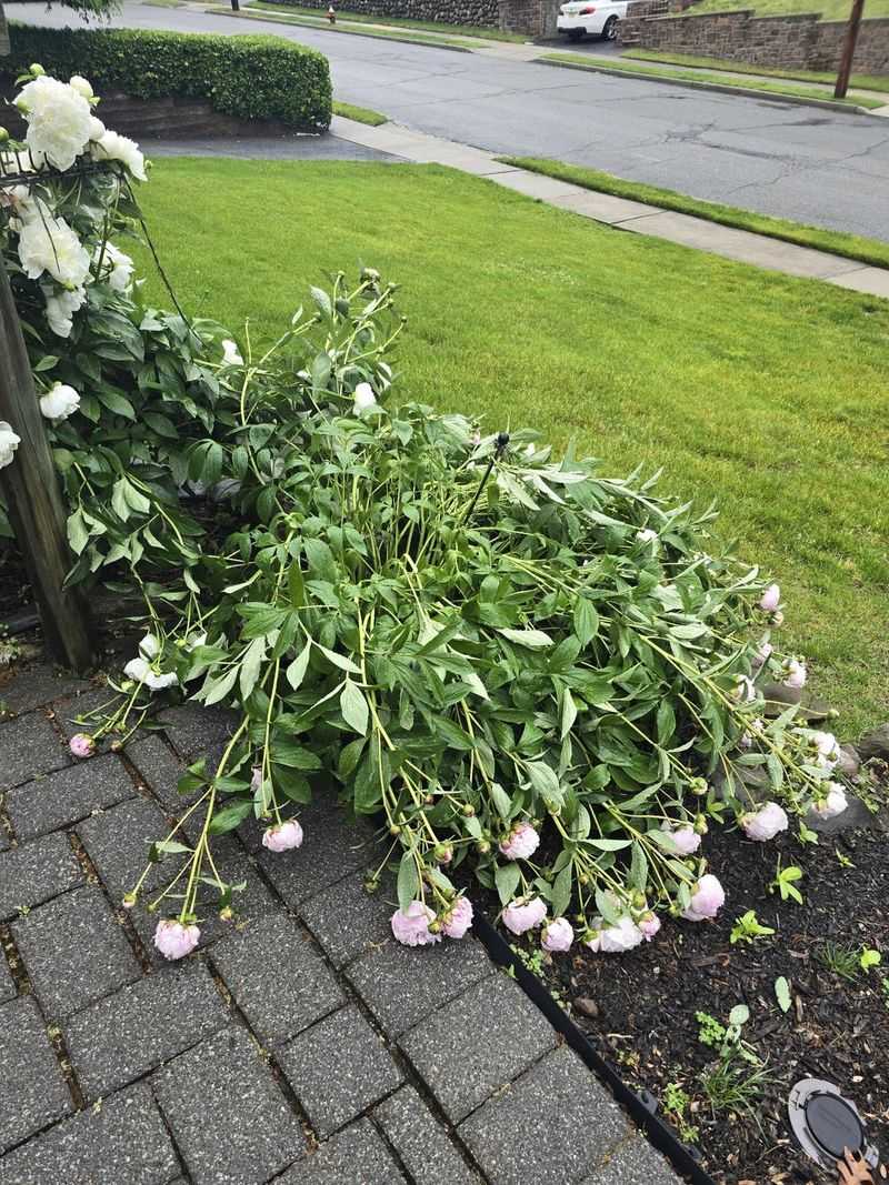 Clear Spent Blooms Before Peak Summer Heat Arrives