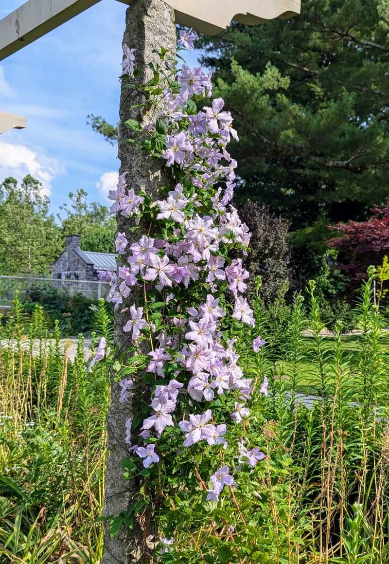 Clematis Brings Big Blooms