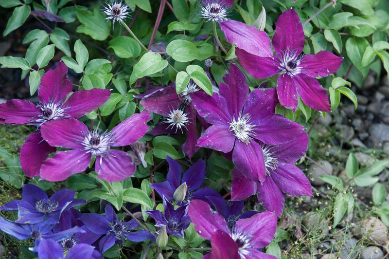 Clematis Brings Color To A Wall Trellis