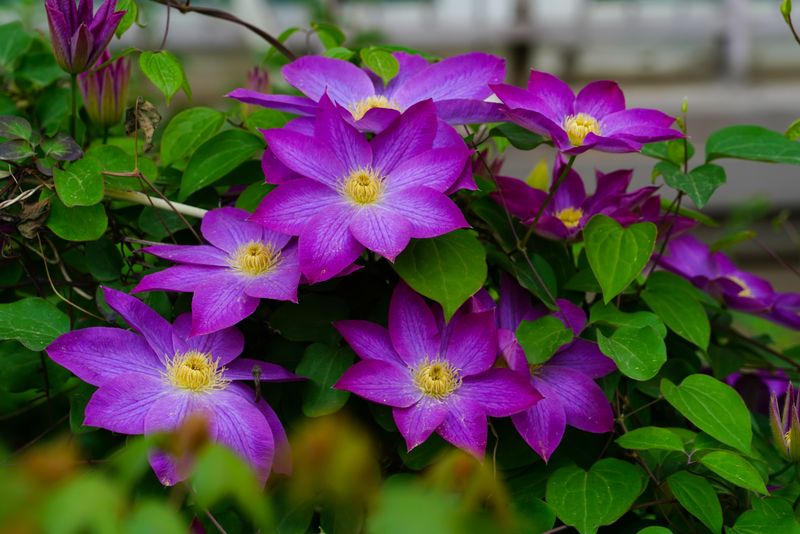 Clematis Hybrids