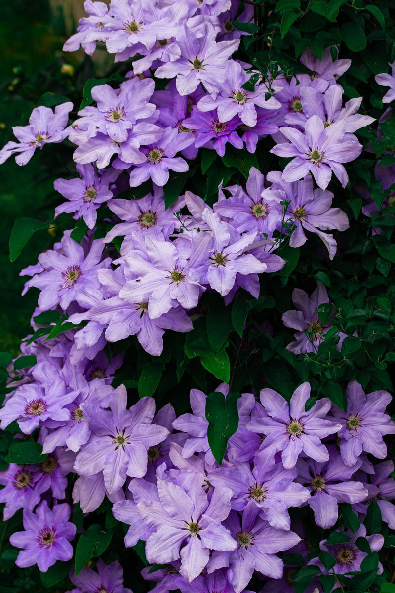 Clematis Pruning Groups