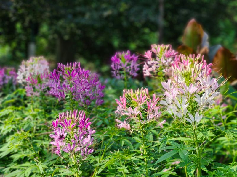 Cleome (Spider Flower) Cleome (Spider Flower)