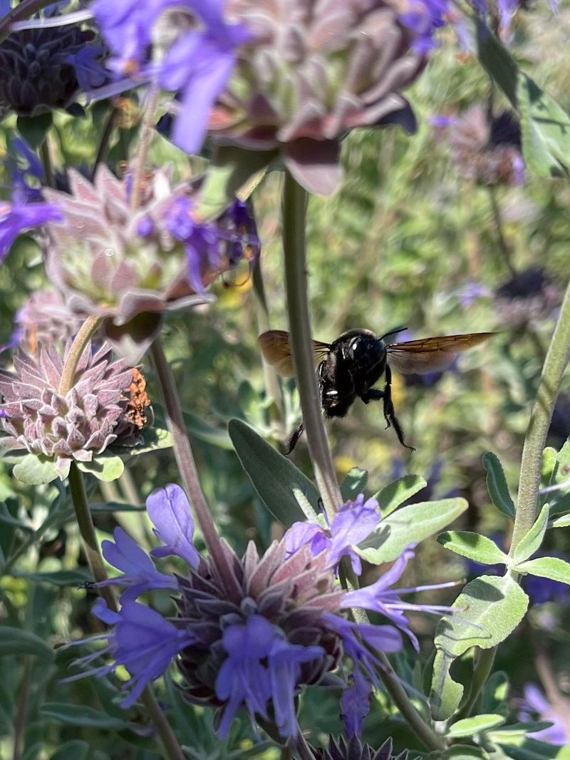 Cleveland Sage Feeds Pollinators With Fragrant Flower Spikes Cleveland Sage Feeds Pollinators With Fragrant Flower Spikes