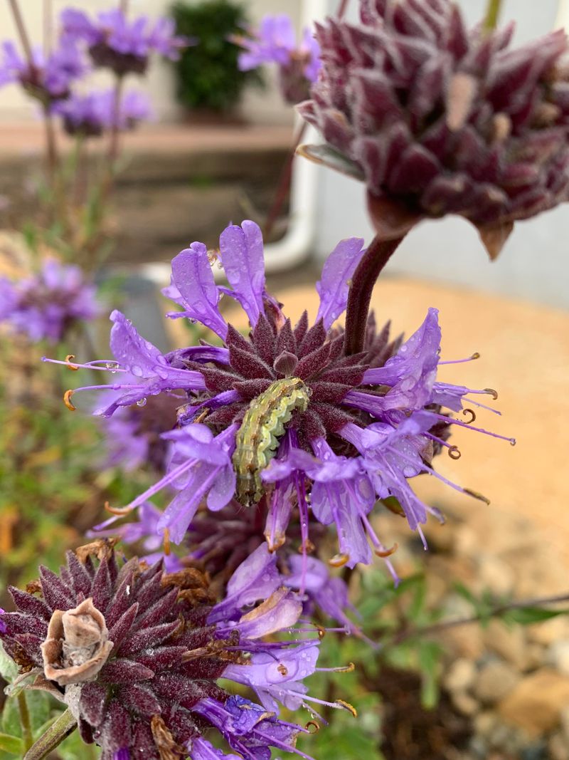 Cleveland Sage Fills Hot Edges With Strong Fragrance Cleveland Sage Fills Hot Edges With Strong Fragrance