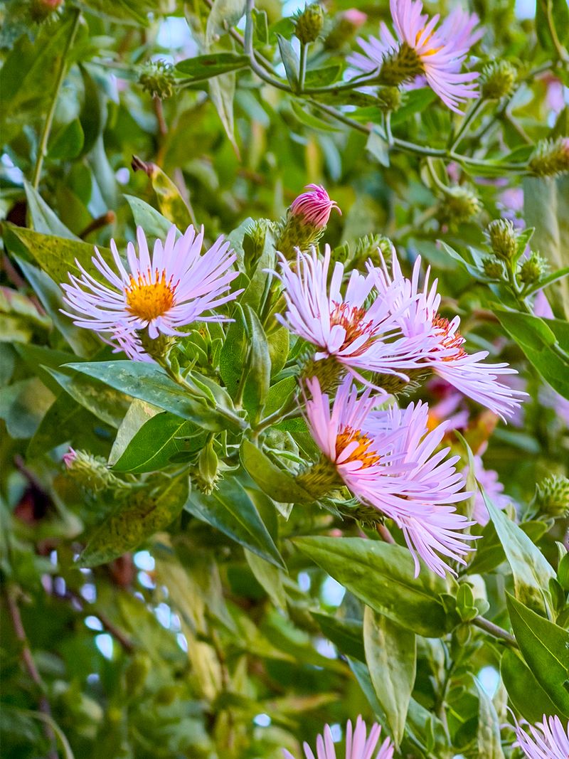 Climbing Aster Extends Nectar Availability Into Fall