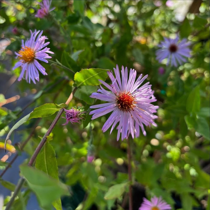 Climbing Aster Softens Hard Lines With Seasonal Color Climbing Aster Softens Hard Lines With Seasonal Color