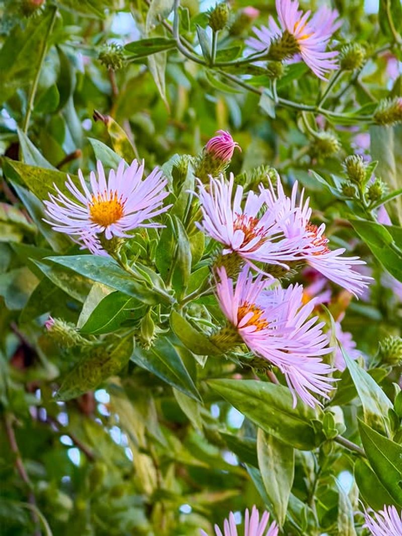 Climbing Aster Supports Pollinators Late In The Season