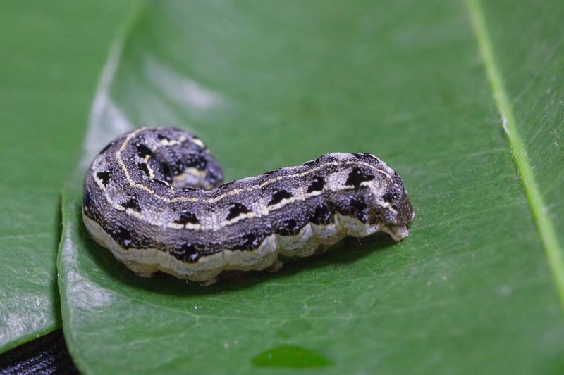 Climbing Cutworms Can Strip Foliage Fast Climbing Cutworms Can Strip Foliage Fast