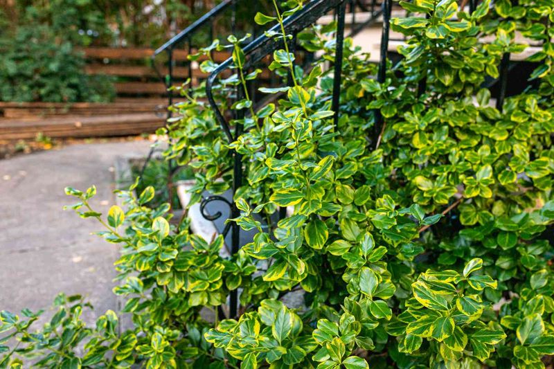 Climbing Euonymus Climbs Fence Supports