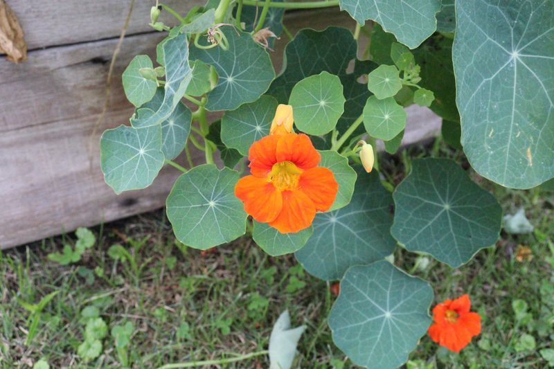 Climbing Nasturtium Climbing Nasturtium