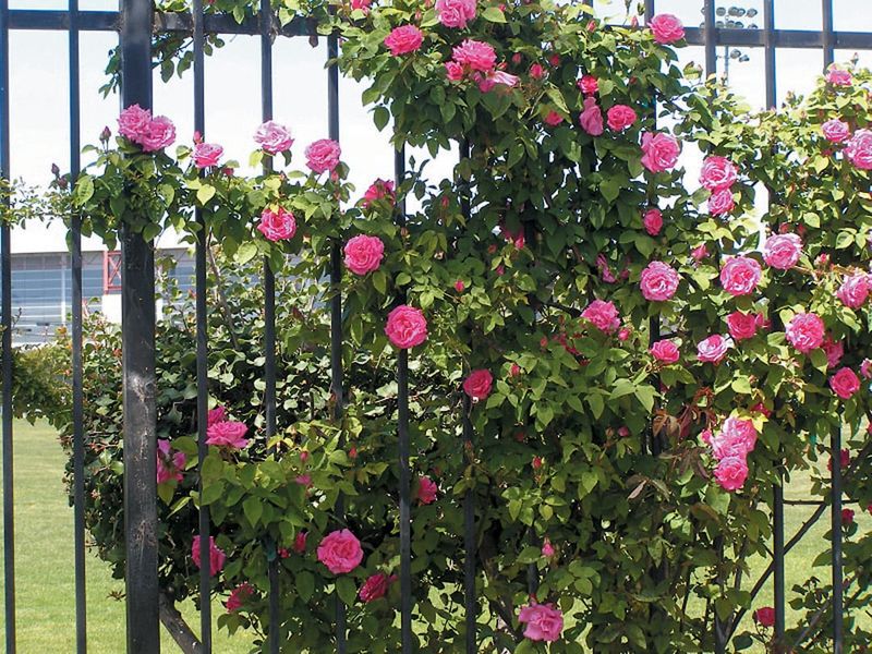 Climbing Rose Brings Classic Blooms To A Wall Support