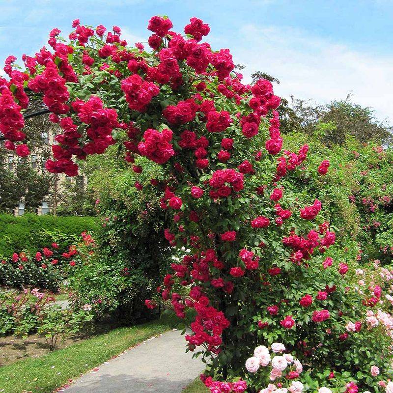 Climbing Roses Add Easy Vertical Color