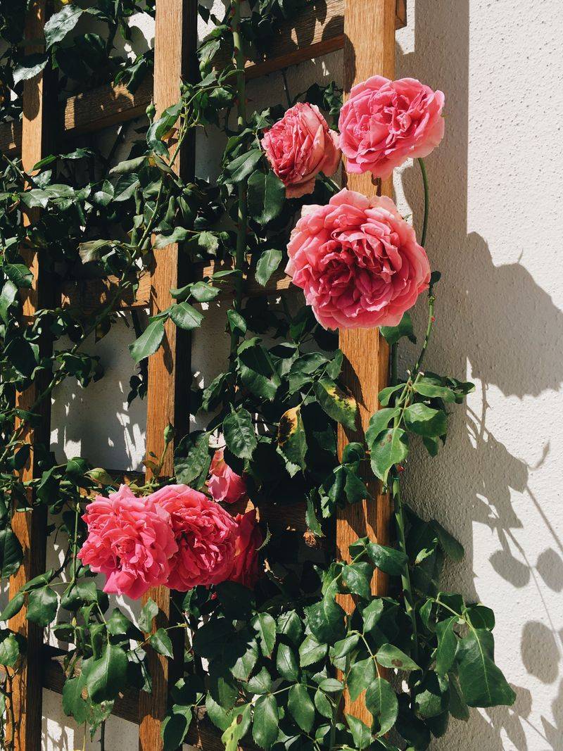 Climbing Roses